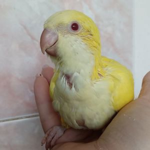 Ручной малыш квакер