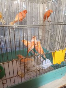 Канарейка