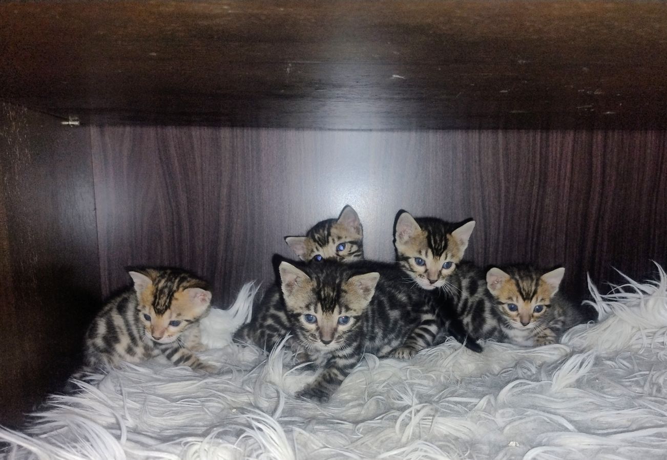 Кошенята бенгалів