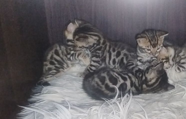 Кошенята бенгалів