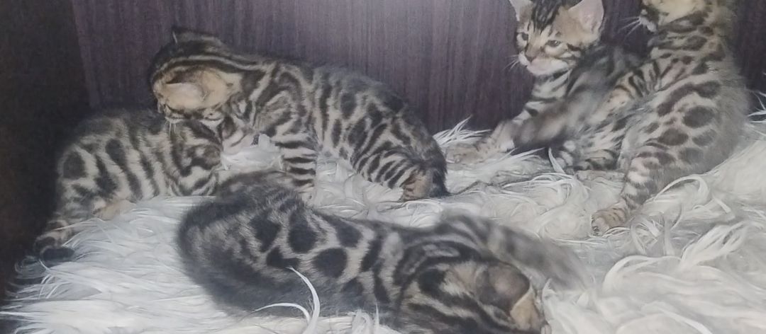 Кошенята бенгалів