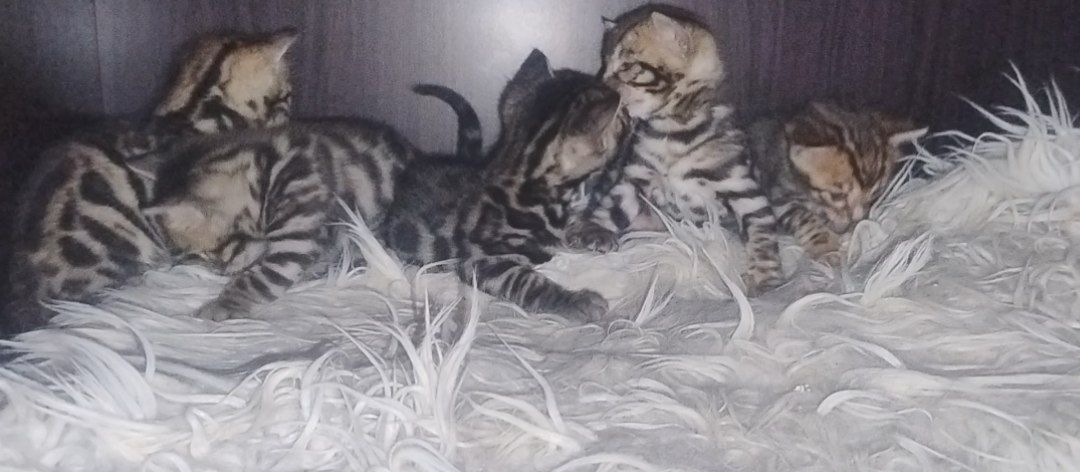 Кошенята бенгалів