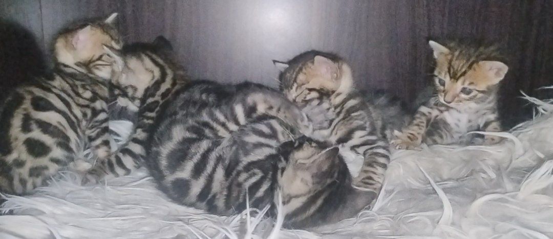 Кошенята бенгалів