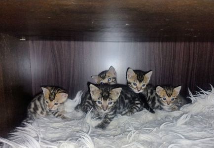 Кошенята бенгалів