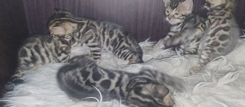 Кошенята бенгалів
