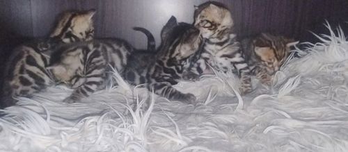 Кошенята бенгалів
