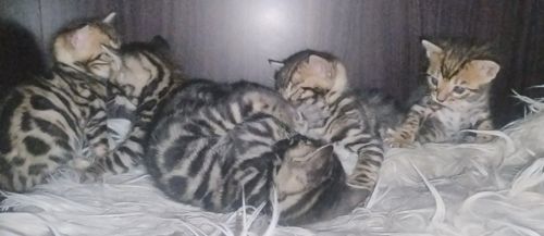 Кошенята бенгалів
