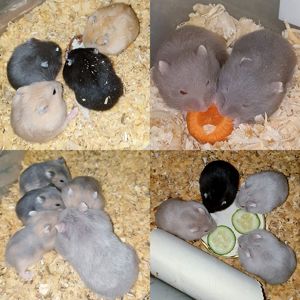 Ручные джунгарики. Центр