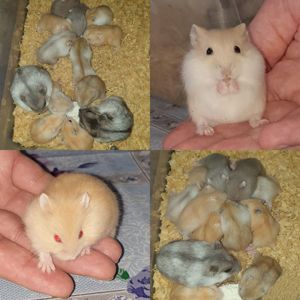 Ручные джунгарики. Центр