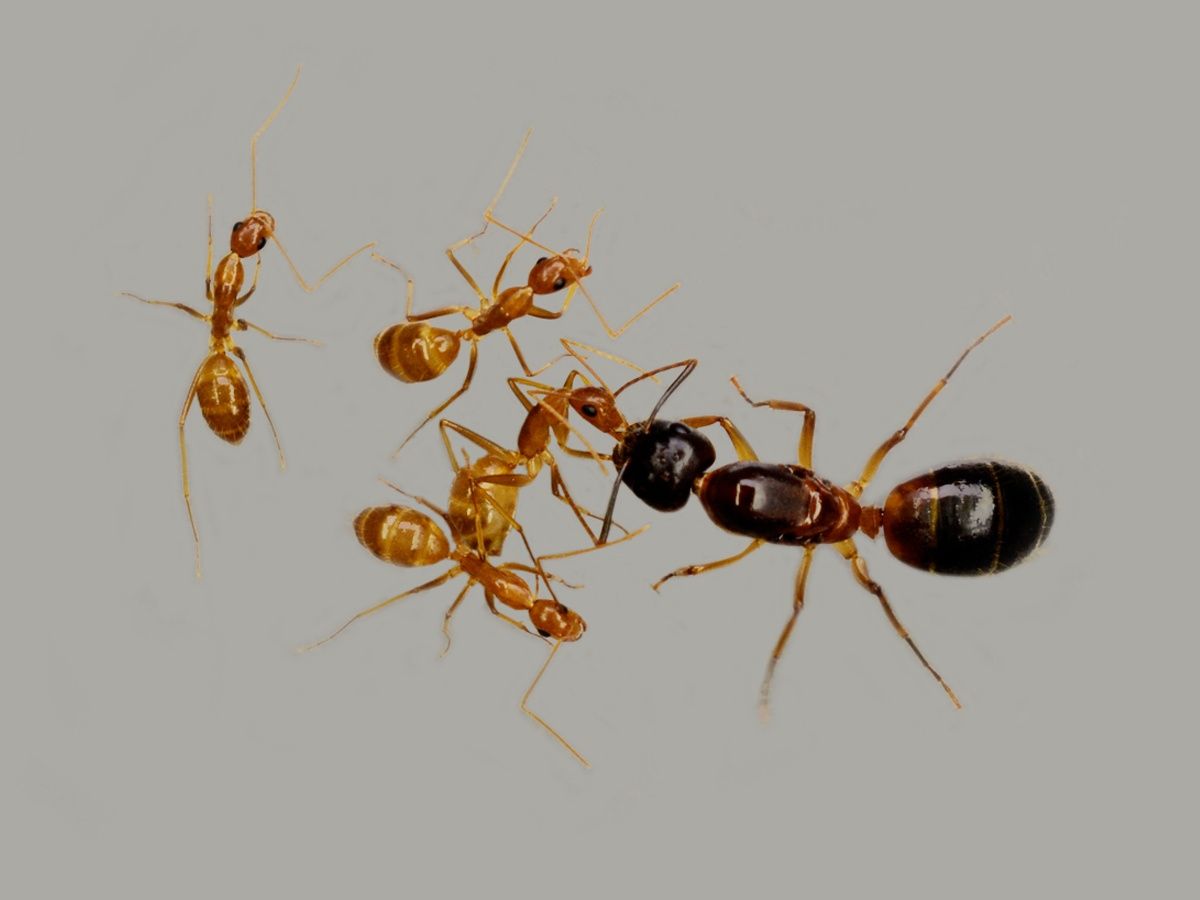Camponotus pseudoirritans – купить азиатских муравьев с доставкой по Украине Муравьиная ферм