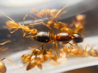 Camponotus pseudoirritans – купить азиатских муравьев с доставкой по Украине Муравьиная ферм