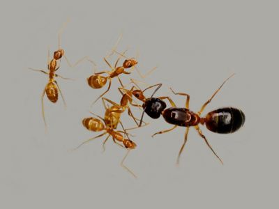 Camponotus pseudoirritans – купить азиатских муравьев с доставкой по Украине Муравьиная ферм