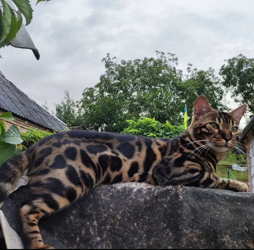 Кошенята бенгалів
