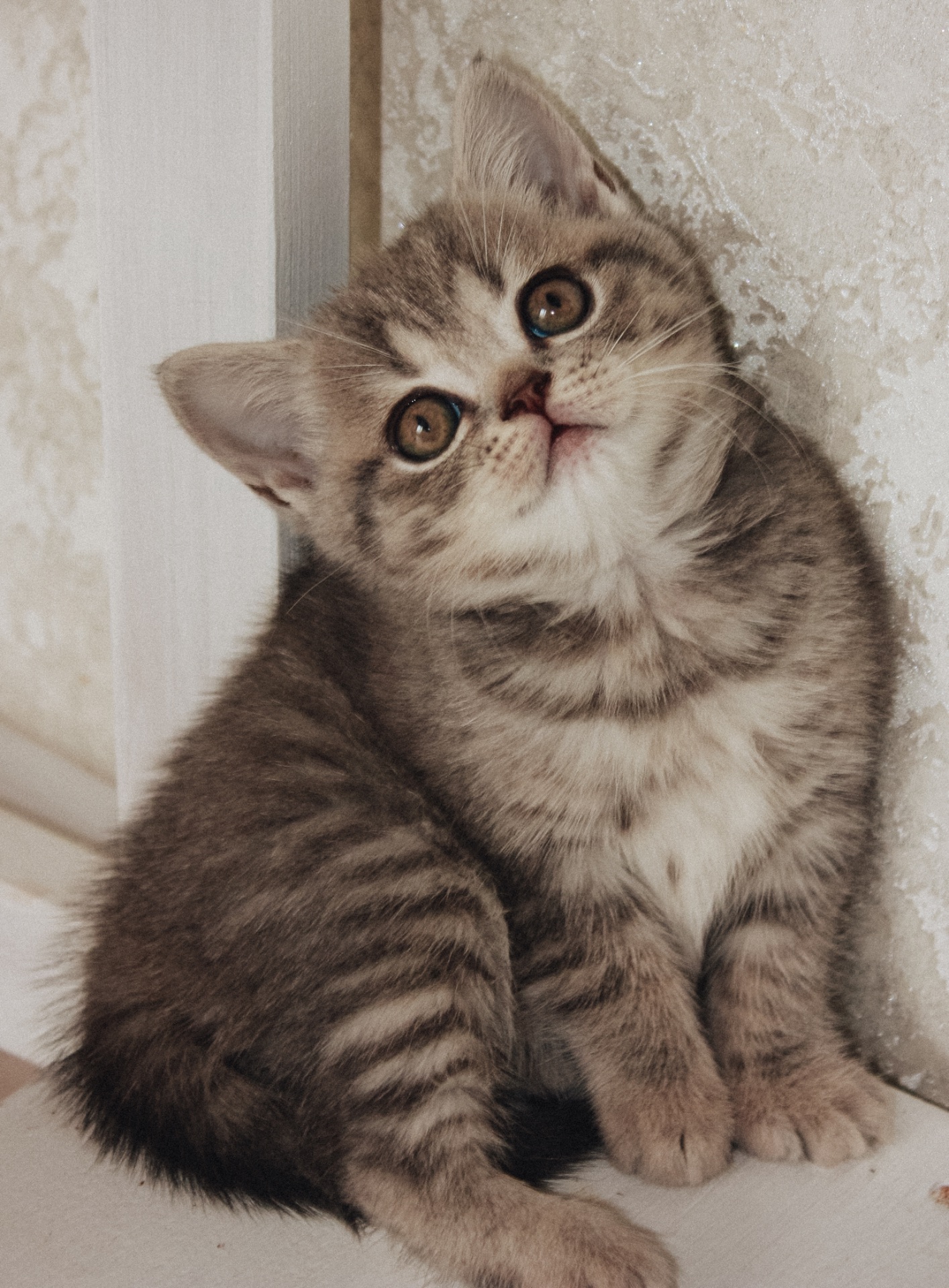 Скотіш Фолд Шотландська весловуха