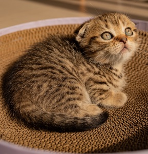 Скотіш Фолд Шотландська весловуха