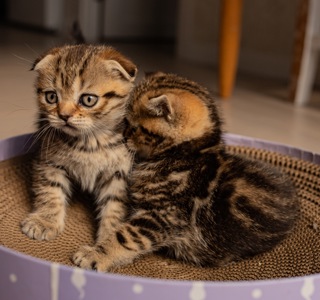 Скотіш Фолд Шотландська весловуха