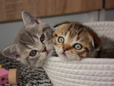 Скотіш Фолд Шотландська весловуха