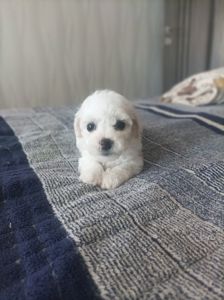 Продам цуценят бішон фрізе