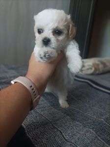 Продам цуценят бішон фрізе
