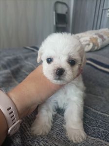 Продам цуценят бішон фрізе