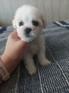Продам цуценят бішон фрізе