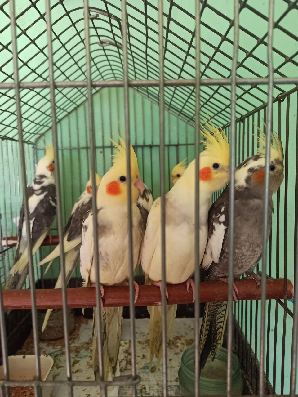 Кореллы птенцы