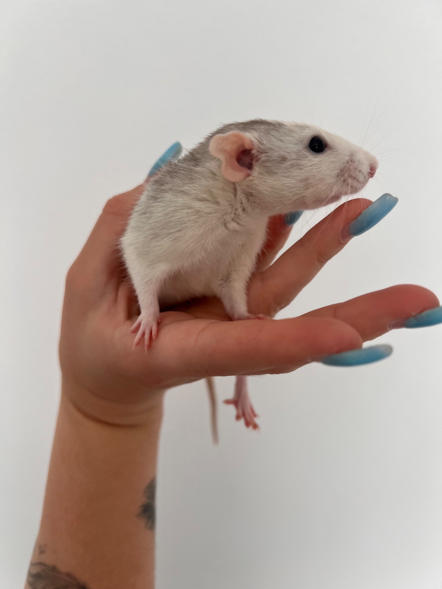 Щур Дамбо
