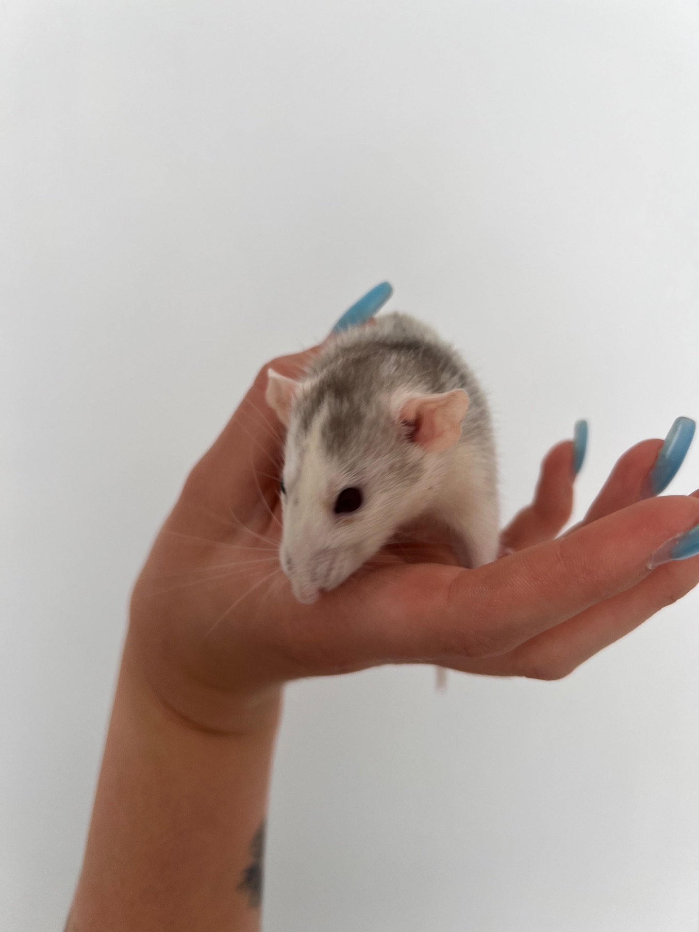 Щур Дамбо