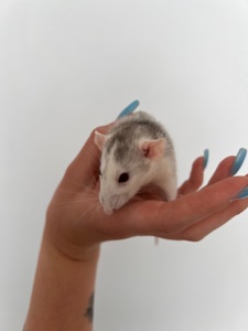 Щур Дамбо