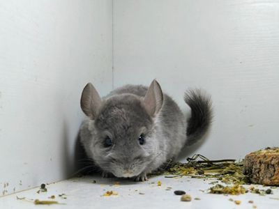Віддам шиншилку