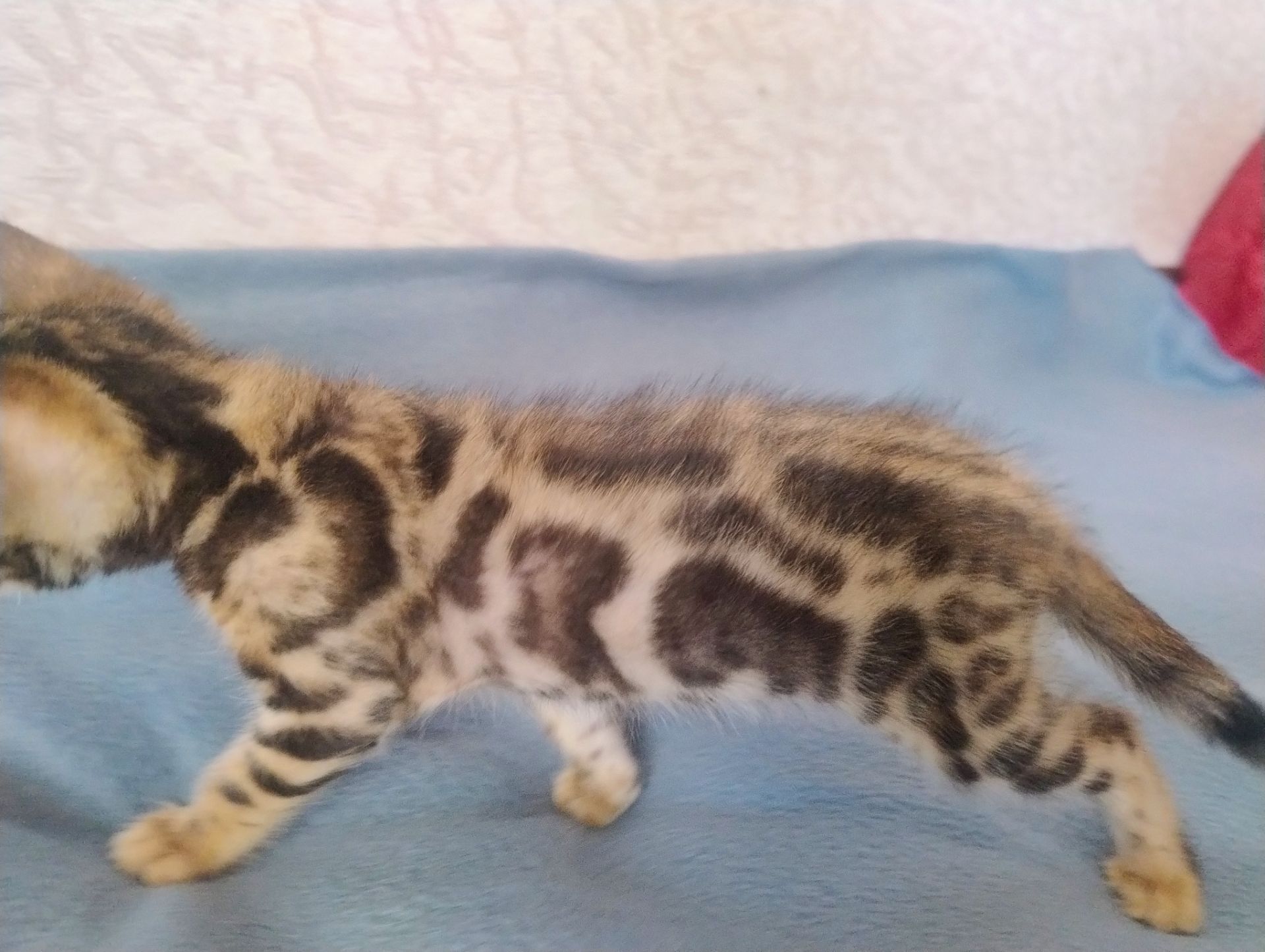 Коти бенгальської породи