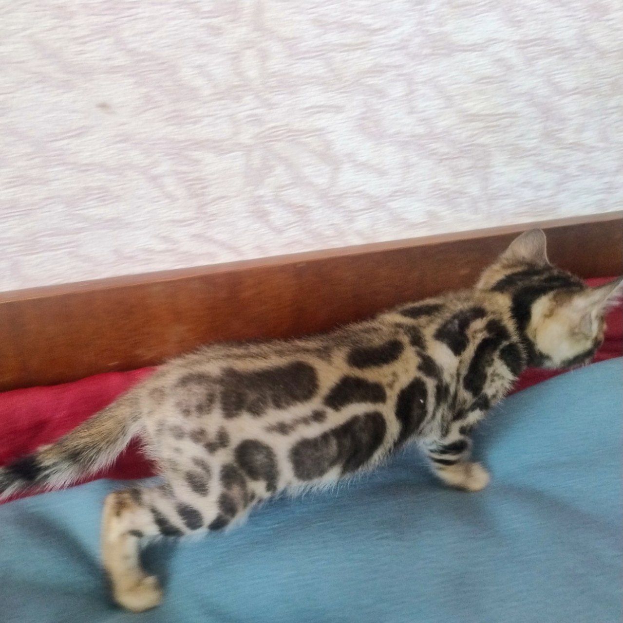Коти бенгальської породи