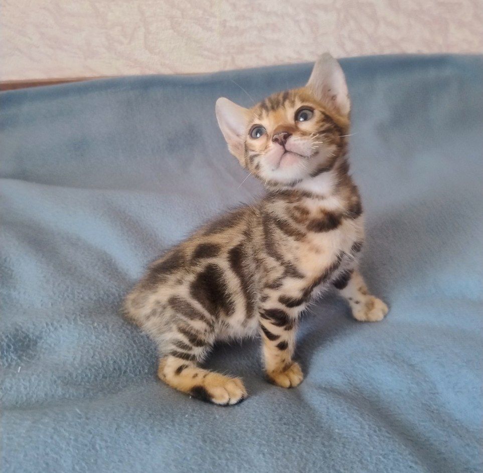 Коти бенгальської породи