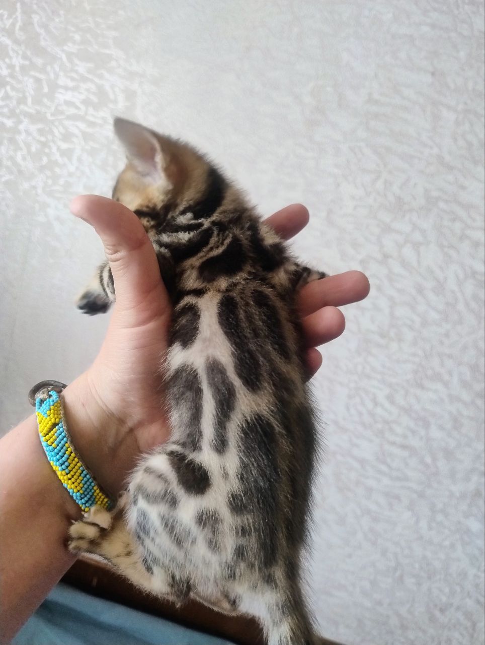 Коти бенгальської породи