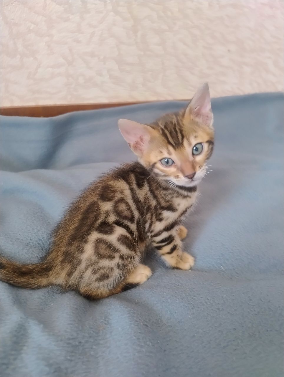 Коти бенгальської породи