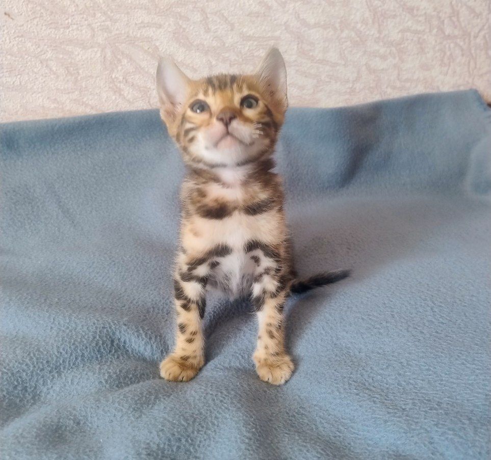 Коти бенгальської породи