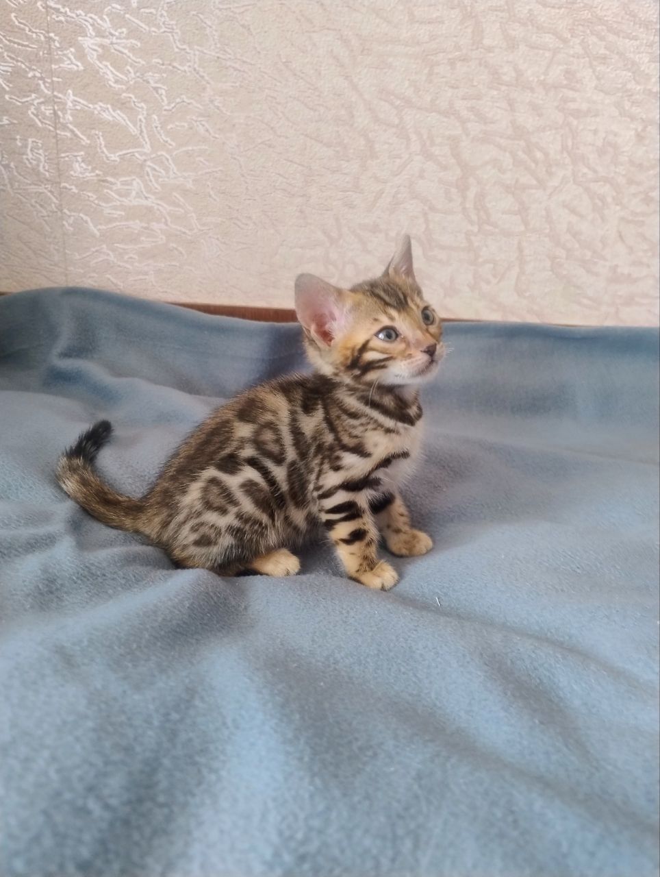 Коти бенгальської породи
