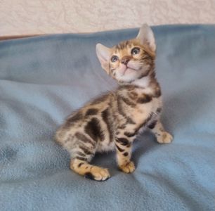 Коти бенгальської породи