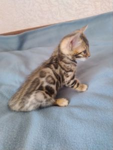 Коти бенгальської породи