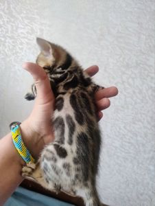 Коти бенгальської породи