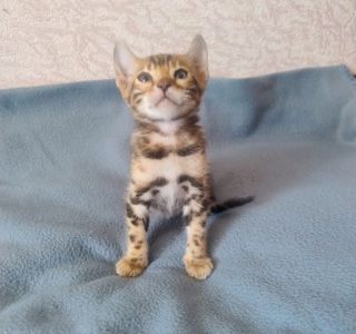 Коти бенгальської породи