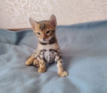 Коти бенгальської породи