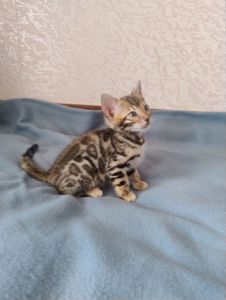 Коти бенгальської породи