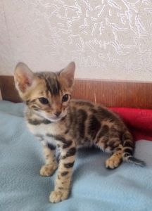 Коти бенгальської породи