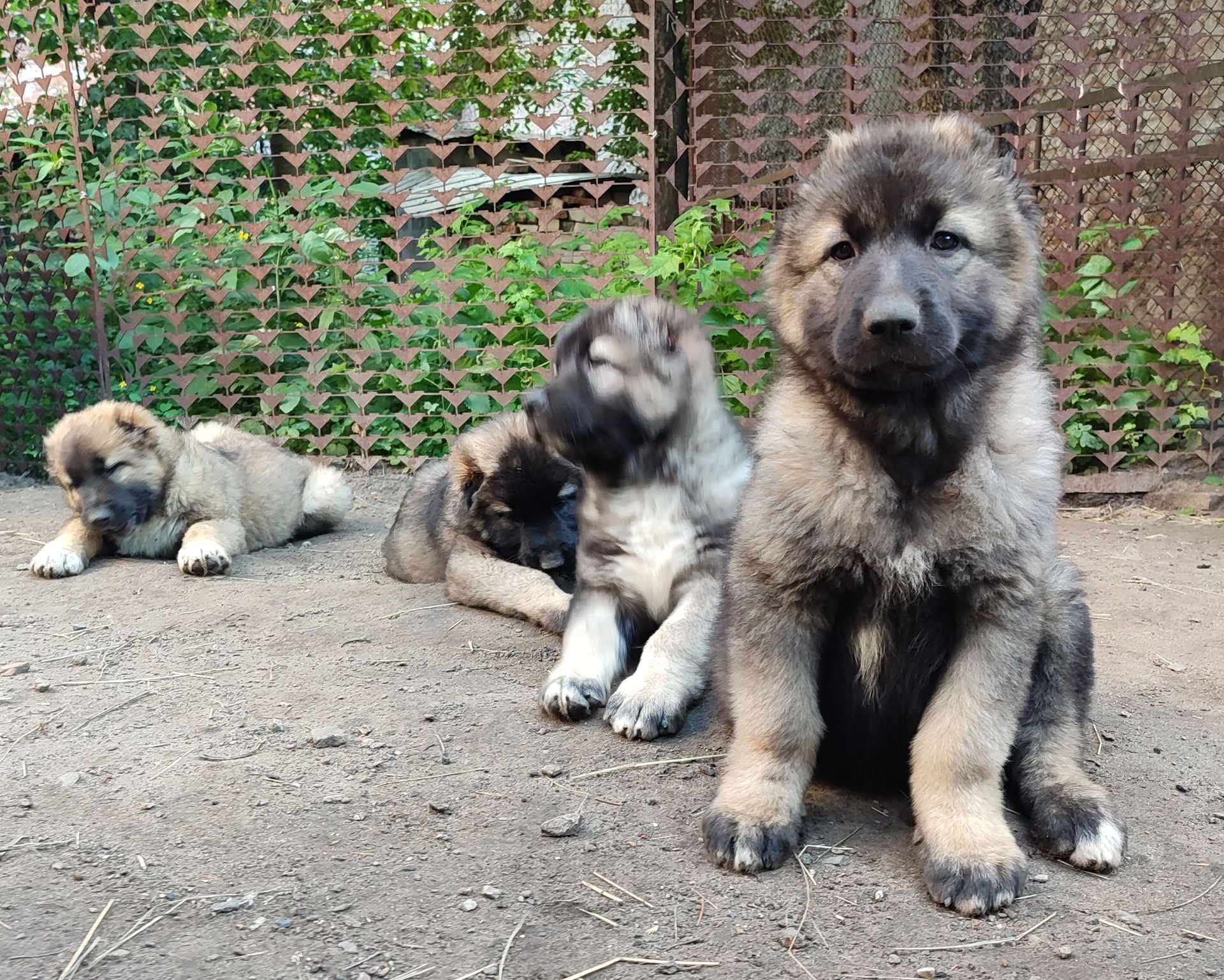 Продам цуценят кавказької овчарки