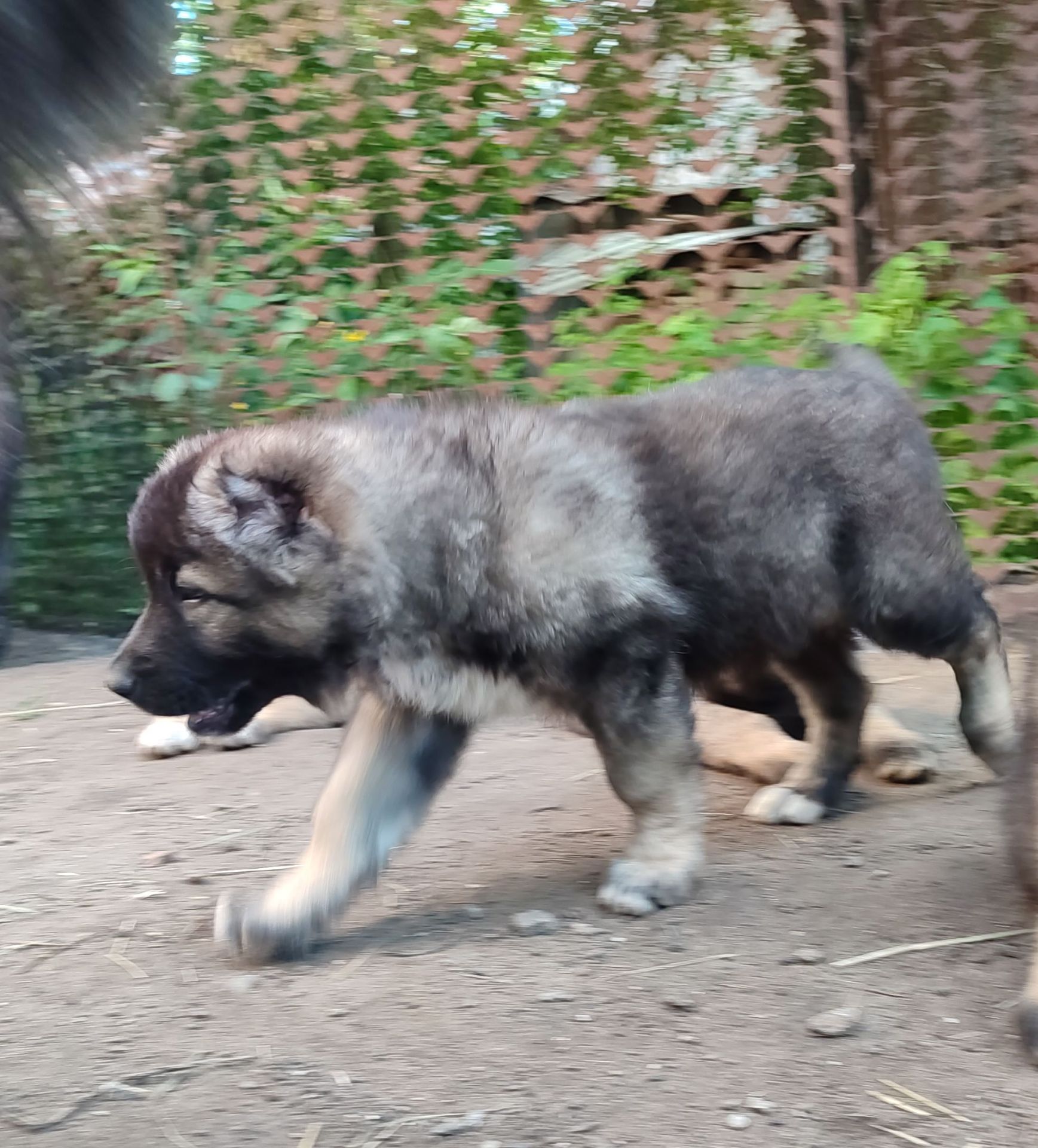 Продам цуценят кавказької овчарки