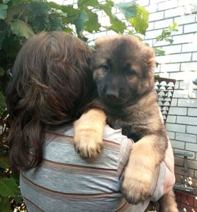 Продам цуценят кавказької овчарки