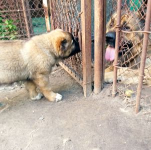Продам цуценят кавказької овчарки