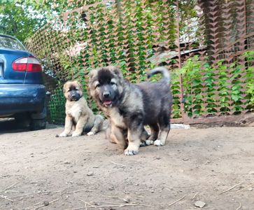 Продам цуценят кавказької овчарки