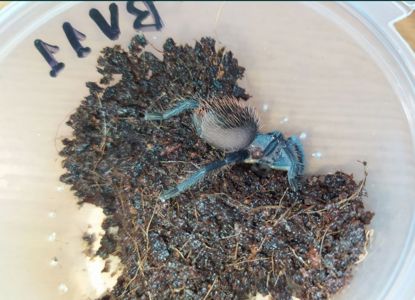 Brachypelma vagans